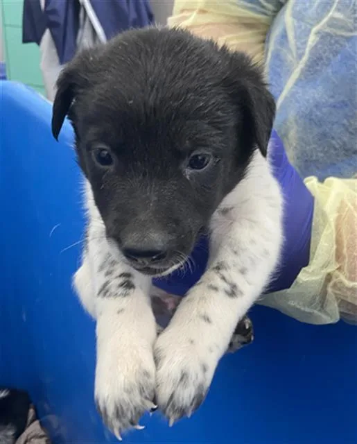 A baby large-sized male Mixed Breed dog named Galaxy for adoption in Dallas, TX