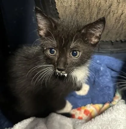 A baby small-sized male Domestic Short Hair cat named Spool for adoption in Chamblee, GA