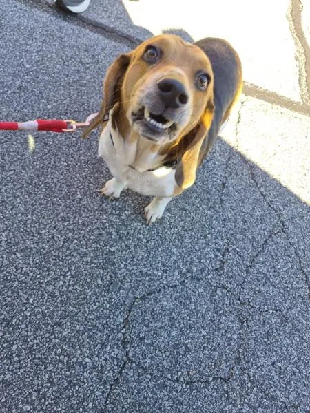 An adult medium-sized male Beagle dog named Ic for adoption in Lawrenceville, GA
