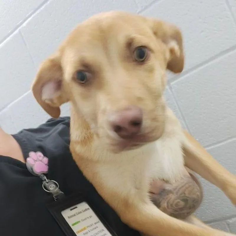 A young medium-sized male Yellow / Tan / Blond / Fawn Shepherd dog named Boomer for adoption in Lake Havasu City, AZ