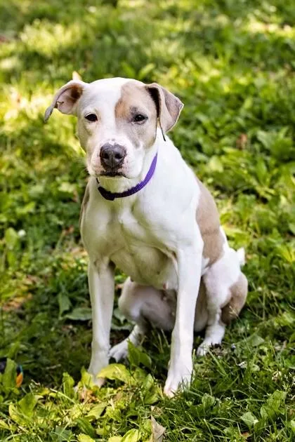 An adult medium-sized female Mixed Breed dog named Zoey for adoption in West Chester, PA