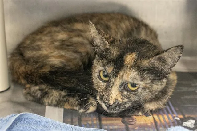A baby small-sized female Domestic Short Hair cat named Rumi for adoption in Charlotte, NC