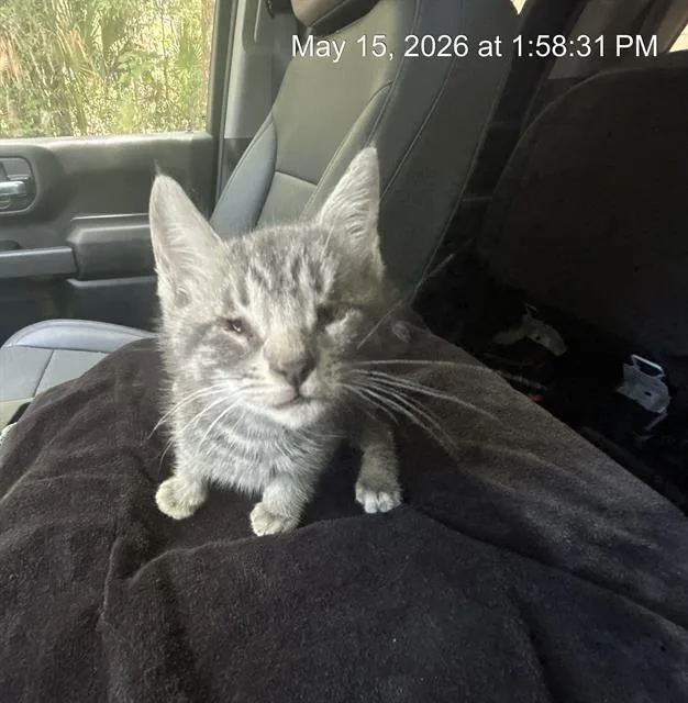 A baby small-sized male Domestic Short Hair cat named A for adoption in Ocala, FL