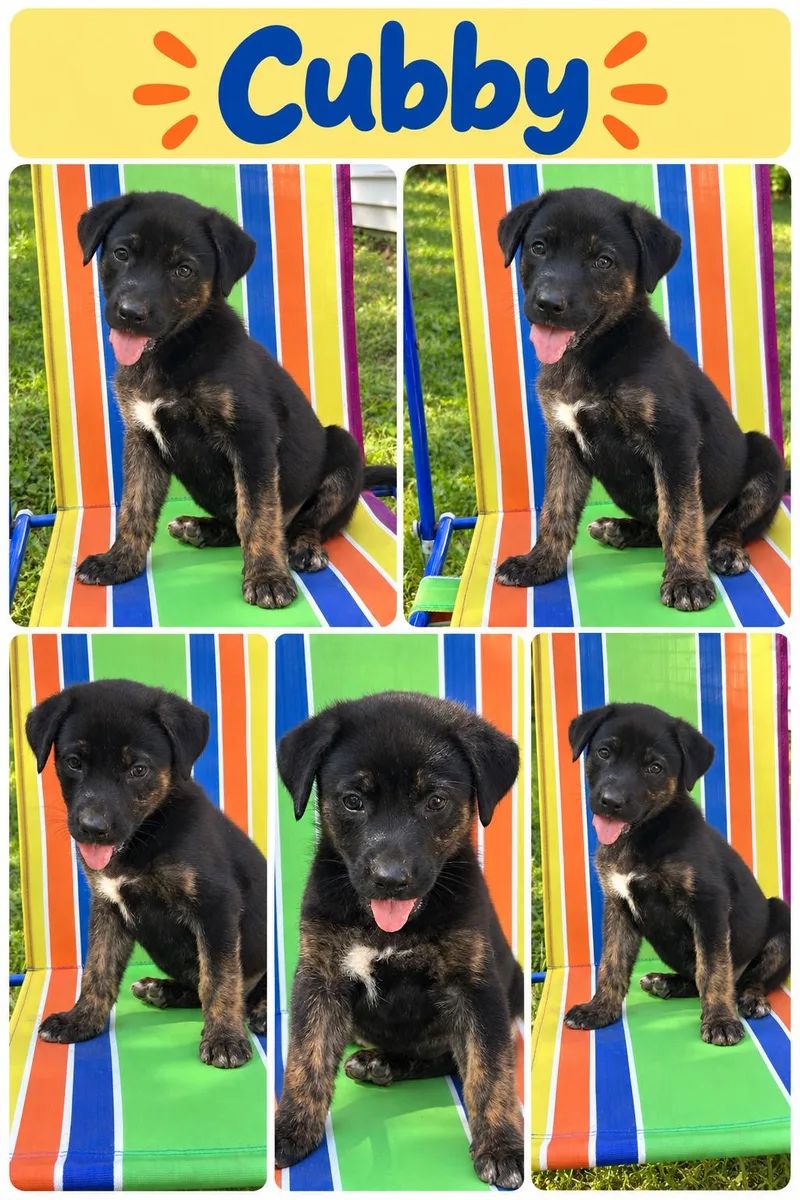 Cubby Karate
