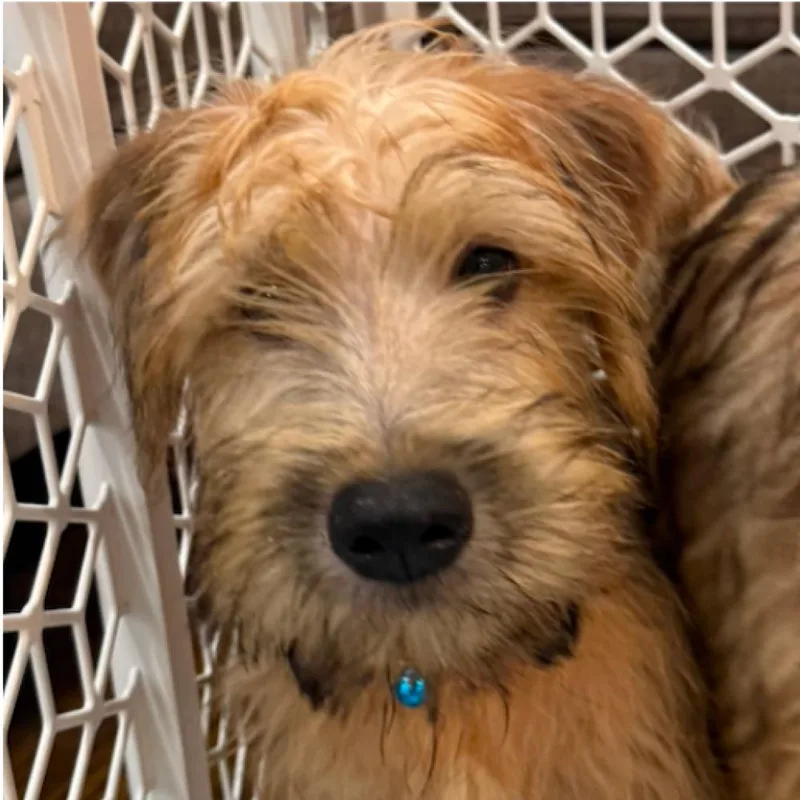 A baby small-sized male Wheaten Terrier dog named Mac for adoption in Twin lakes, WI