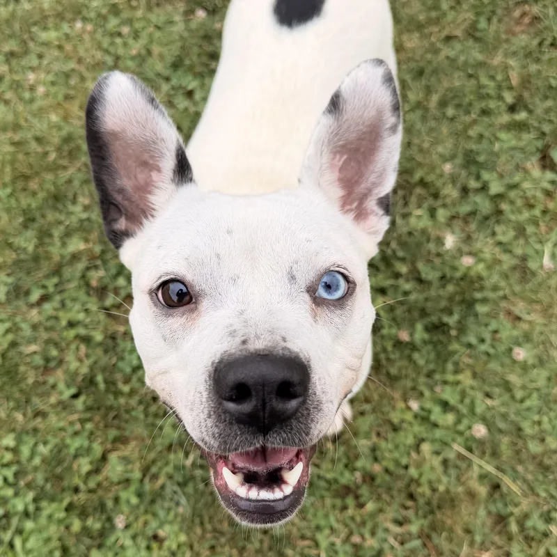 An adult medium-sized female American Staffordshire Terrier dog named Delta Dawn for adoption in Houston, TX