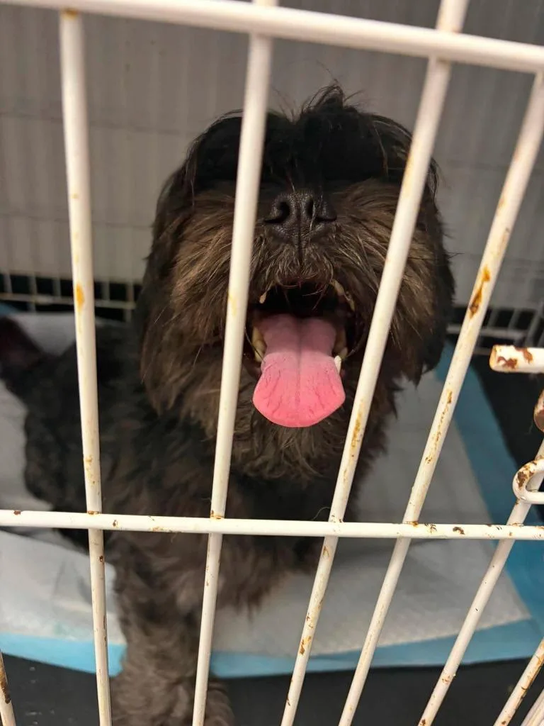 A young medium-sized male Shih Tzu dog named Otis for adoption in Republic, MO