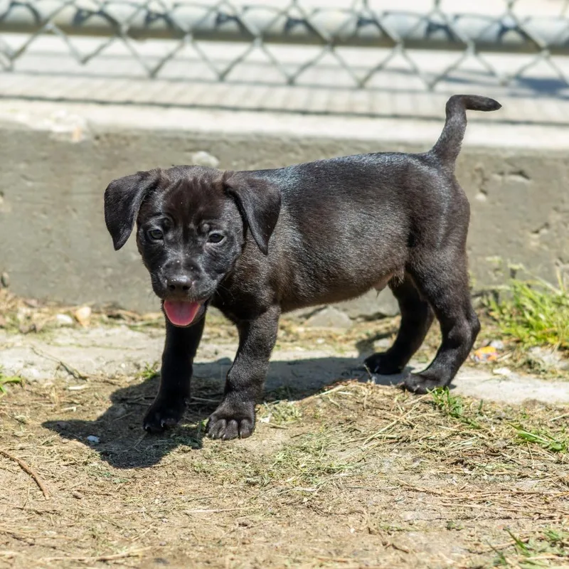 A baby small-sized female Black Mixed Breed dog named Star Crunch for adoption in Wilmington, DE