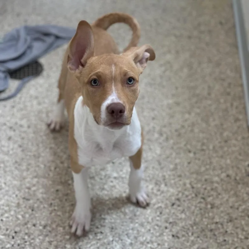 A young medium-sized female Yellow / Tan / Blond / Fawn Cattle Dog dog named Stevie for adoption in Branford, CT