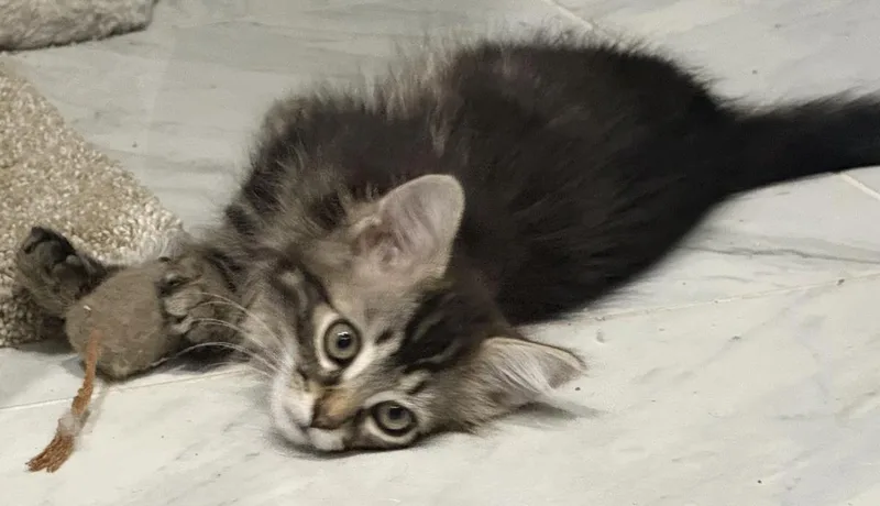 Joey D'meow