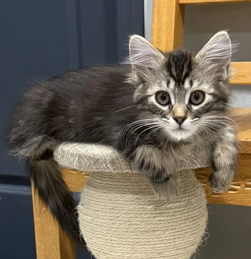 Joey D'meow thumbnail 2