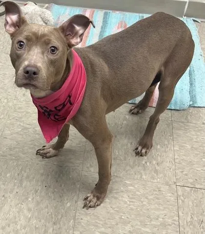 An adult medium-sized female Brown / Chocolate Mixed Breed dog named Birdi for adoption in Hamilton, OH