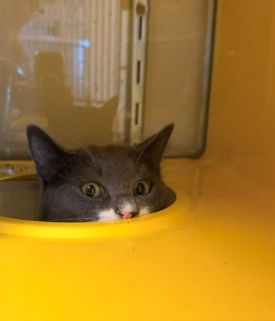 A baby small-sized male Domestic Short Hair cat named Mortimer "morty for adoption in Ladysmith, WI