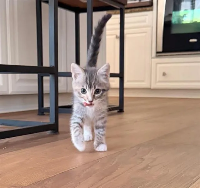 A baby small-sized female Domestic Short Hair cat named Pea for adoption in Chula Vista, CA