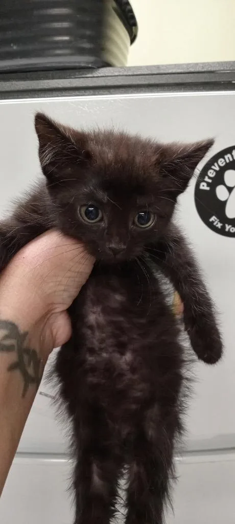 A baby medium-sized male Domestic Short Hair cat named Kitt for adoption in Auburn, IN