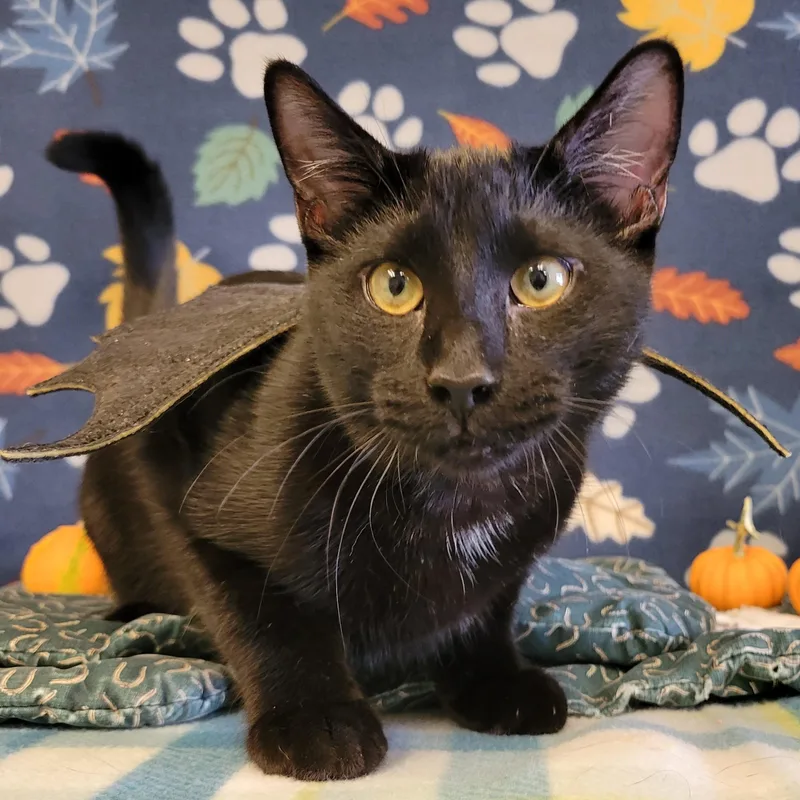 A young large-sized male Domestic Short Hair cat named Jesse for adoption in ALPINE, TX