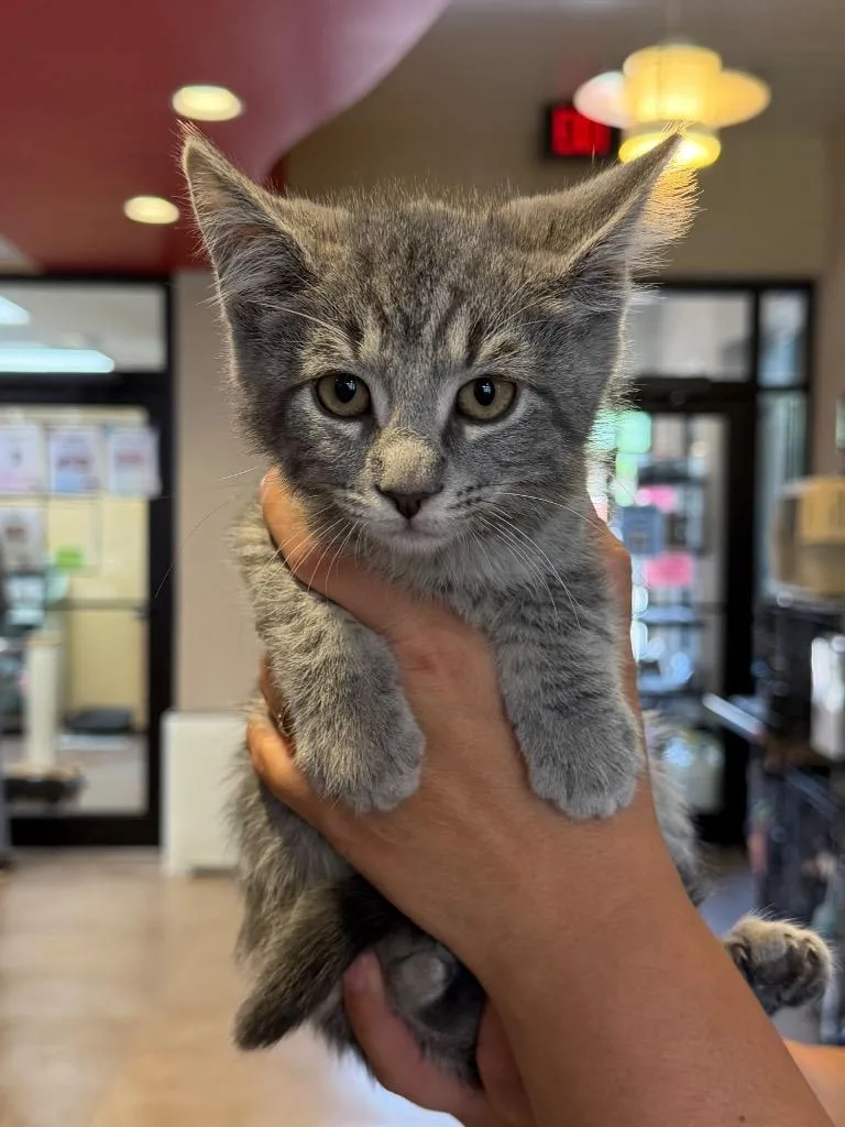 A baby medium-sized male Domestic Short Hair cat named Kazoo for adoption in Cincinnati, OH
