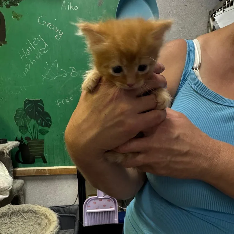 A baby small-sized male Orange / Red Domestic Short Hair cat named Outlaw for adoption in Hinesville, GA