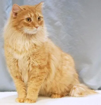 An adult medium-sized female Domestic Medium Hair cat named Saffy for adoption in Cincinnati, OH
