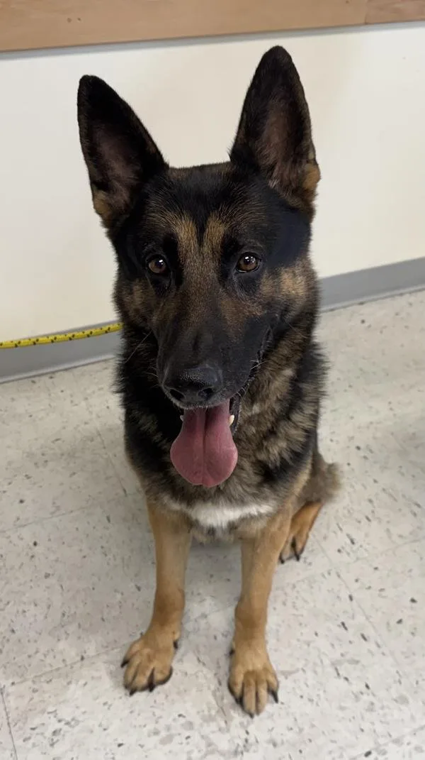 An adult large-sized male German Shepherd Dog dog named Soup for adoption in Salt Lake City, UT