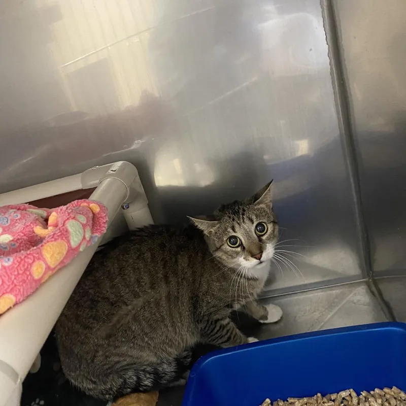 An adult small-sized female Brown / Chocolate Domestic Short Hair cat named Granite for adoption in Kanab, UT