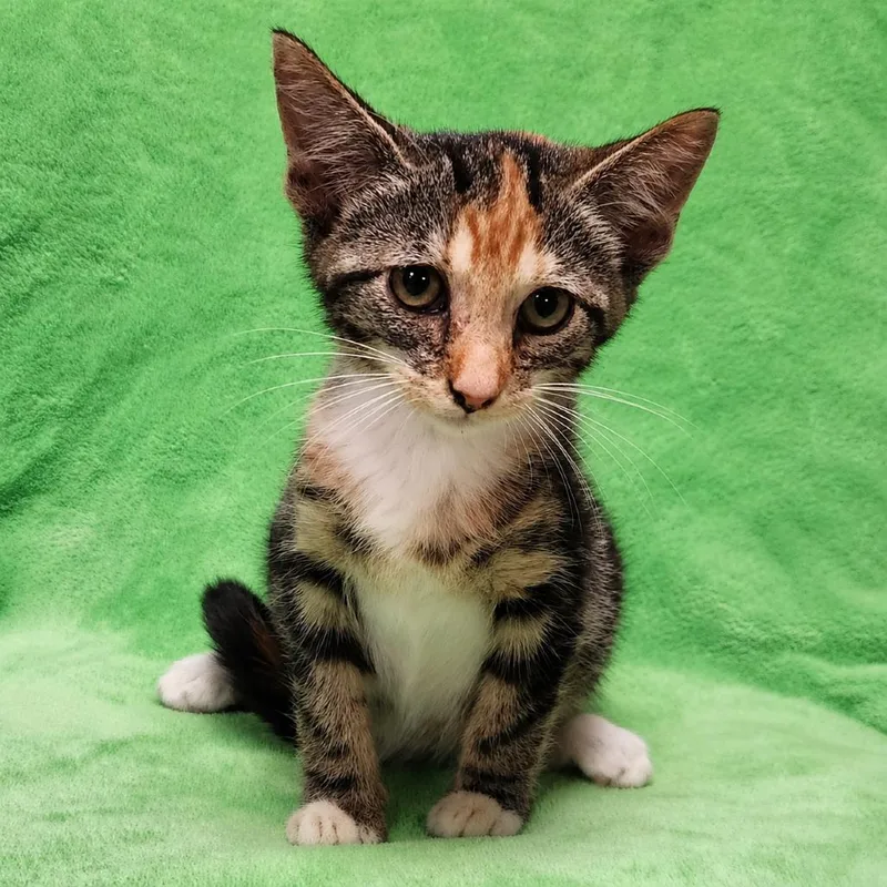 A baby small-sized female Torbie Domestic Short Hair cat named Cassandra for adoption in Brighton, MO