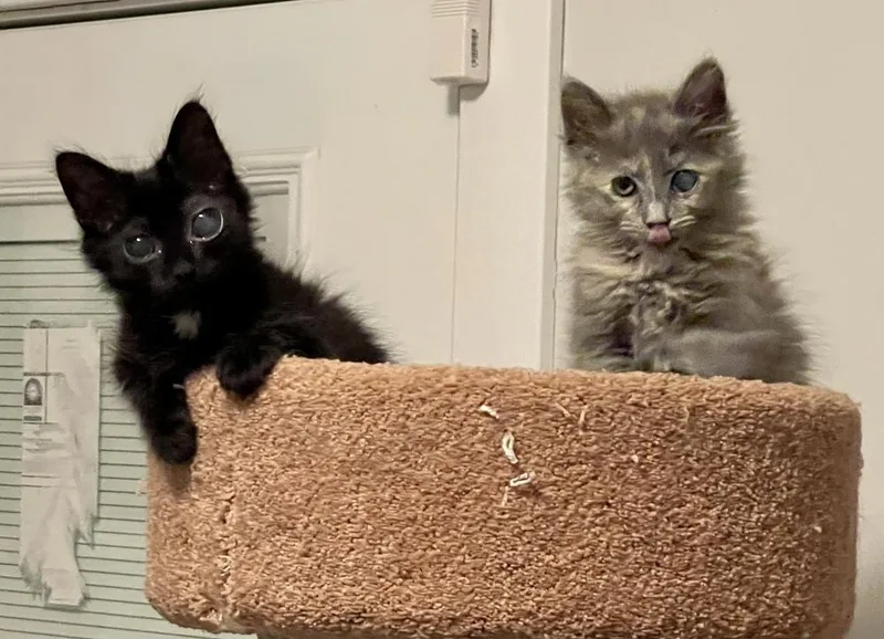 Shelly Bonded Sibling Pair
