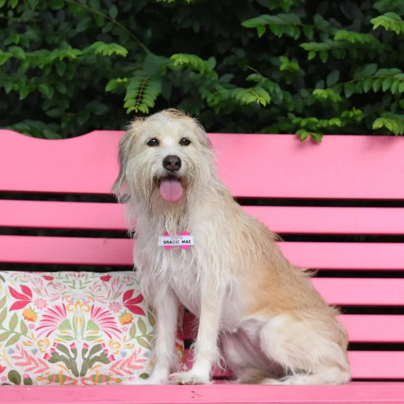 A senior medium-sized female Yellow / Tan / Blond / Fawn Terrier dog named Gracie Mae for adoption in Wake Forest, NC