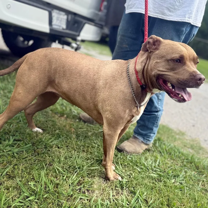 An adult large-sized female Brown / Chocolate Mixed Breed dog named Dit for adoption in Corinth, MS