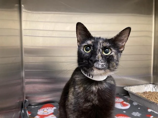 A young small-sized female Domestic Short Hair cat named Ms. Cricket for adoption in Tustin, CA