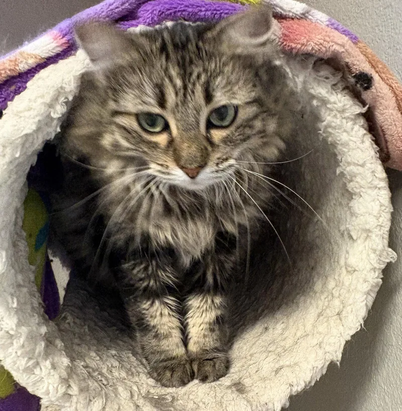 An adult large-sized female Domestic Long Hair cat named Stormy for adoption in Kansas City, MO