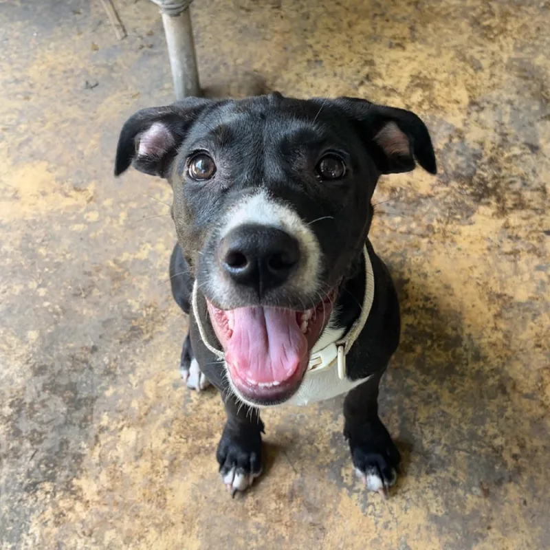 A young small-sized female Black Mixed Breed dog named Tubbie for adoption in Livingston, TX