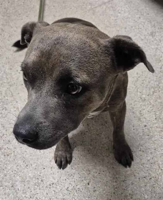 A young medium-sized male Pit Bull Terrier dog named Nation for adoption in Bakersfield, CA