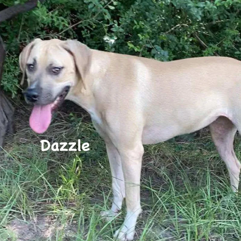 Dazzle