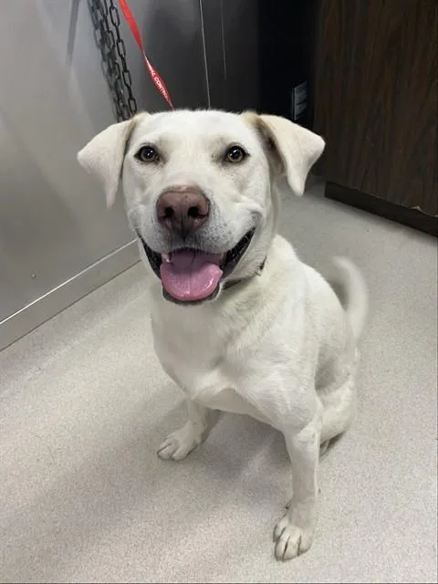 An adult large-sized female Labrador Retriever dog named Denali for adoption in Fairbanks, AK