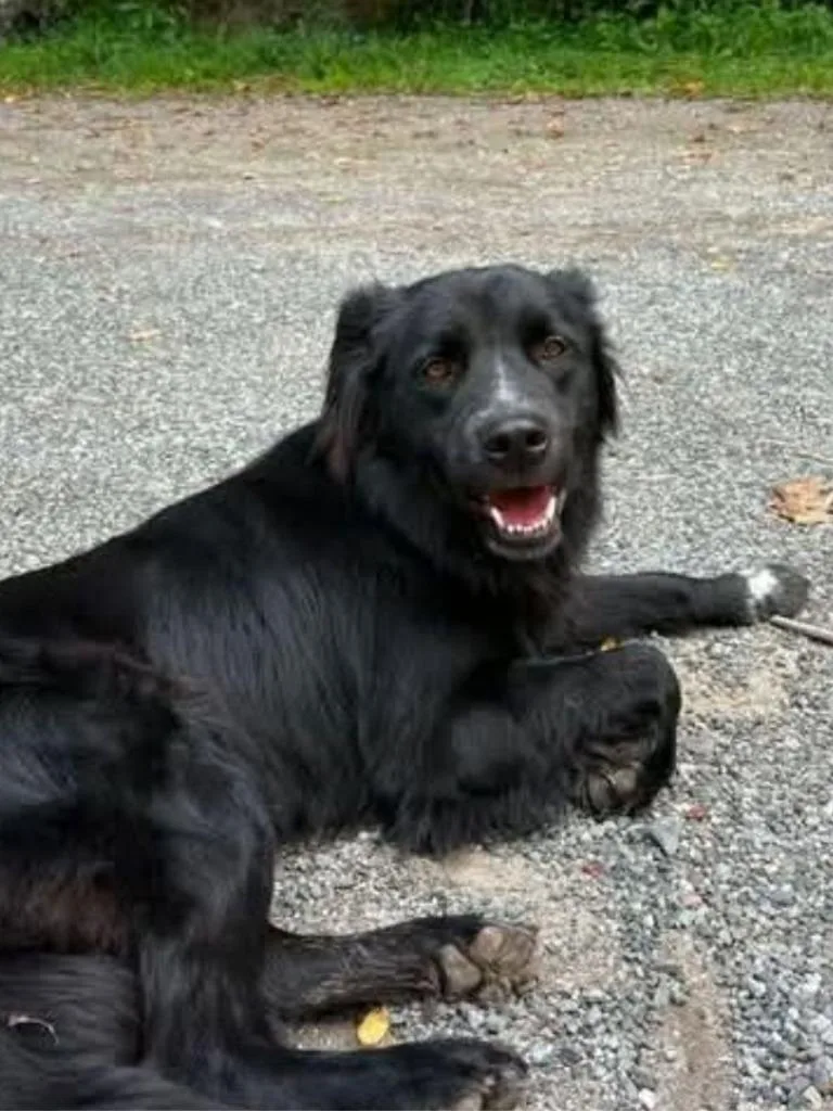 An adult medium-sized male Retriever dog named Forester for adoption in Christiansburg, VA