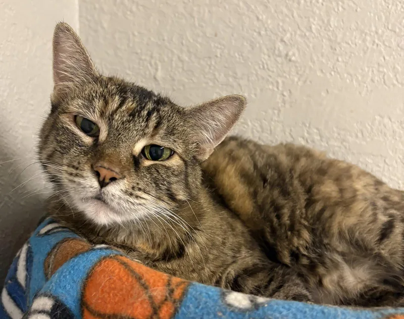 An adult medium-sized female Domestic Short Hair cat named Sweetie for adoption in Kansas City, MO