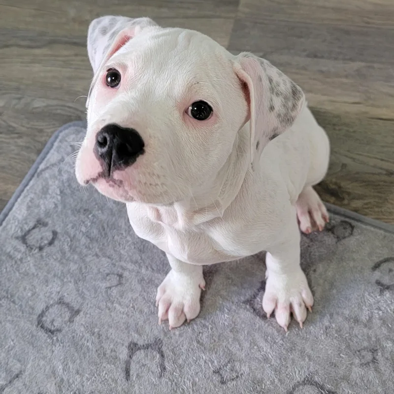 A baby medium-sized female White / Cream Boxer dog named Bellini for adoption in Joliet, IL