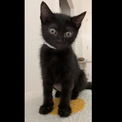 A baby small-sized female Black Domestic Short Hair cat named Midnight for adoption in Prescott, AZ