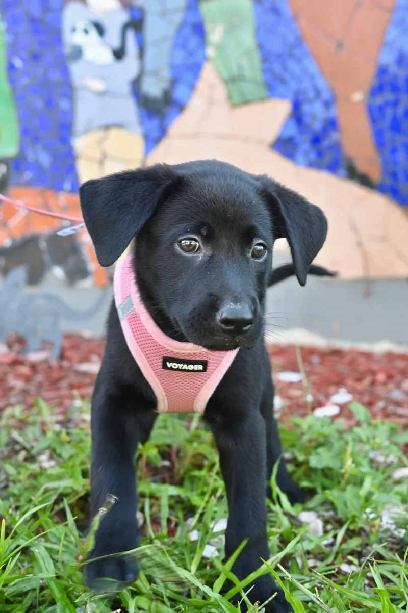 A young medium-sized female Labrador Retriever dog named Navy for adoption in Miami, FL