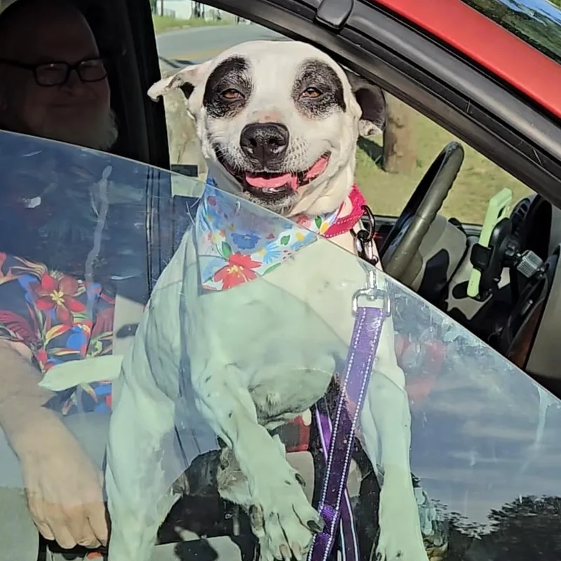 A senior medium-sized female Jack Russell Terrier dog named Pebbles for adoption in phenix city, AL