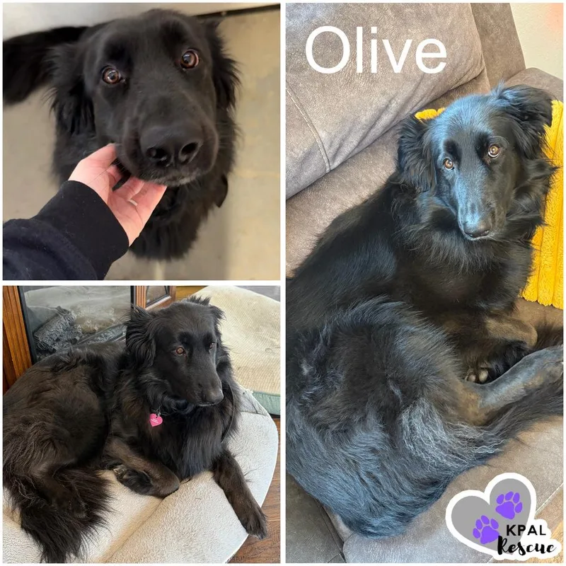 Olive thumbnail 5
