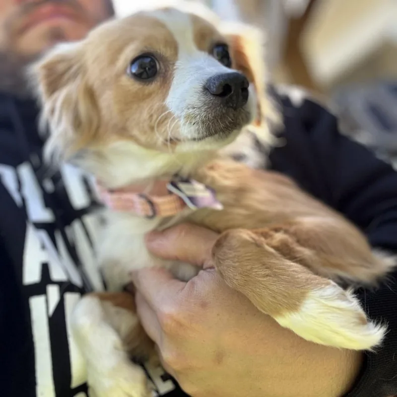 A young small-sized female Red / Chestnut / Orange Mixed Breed dog named Phasma for adoption in San Francisco, CA