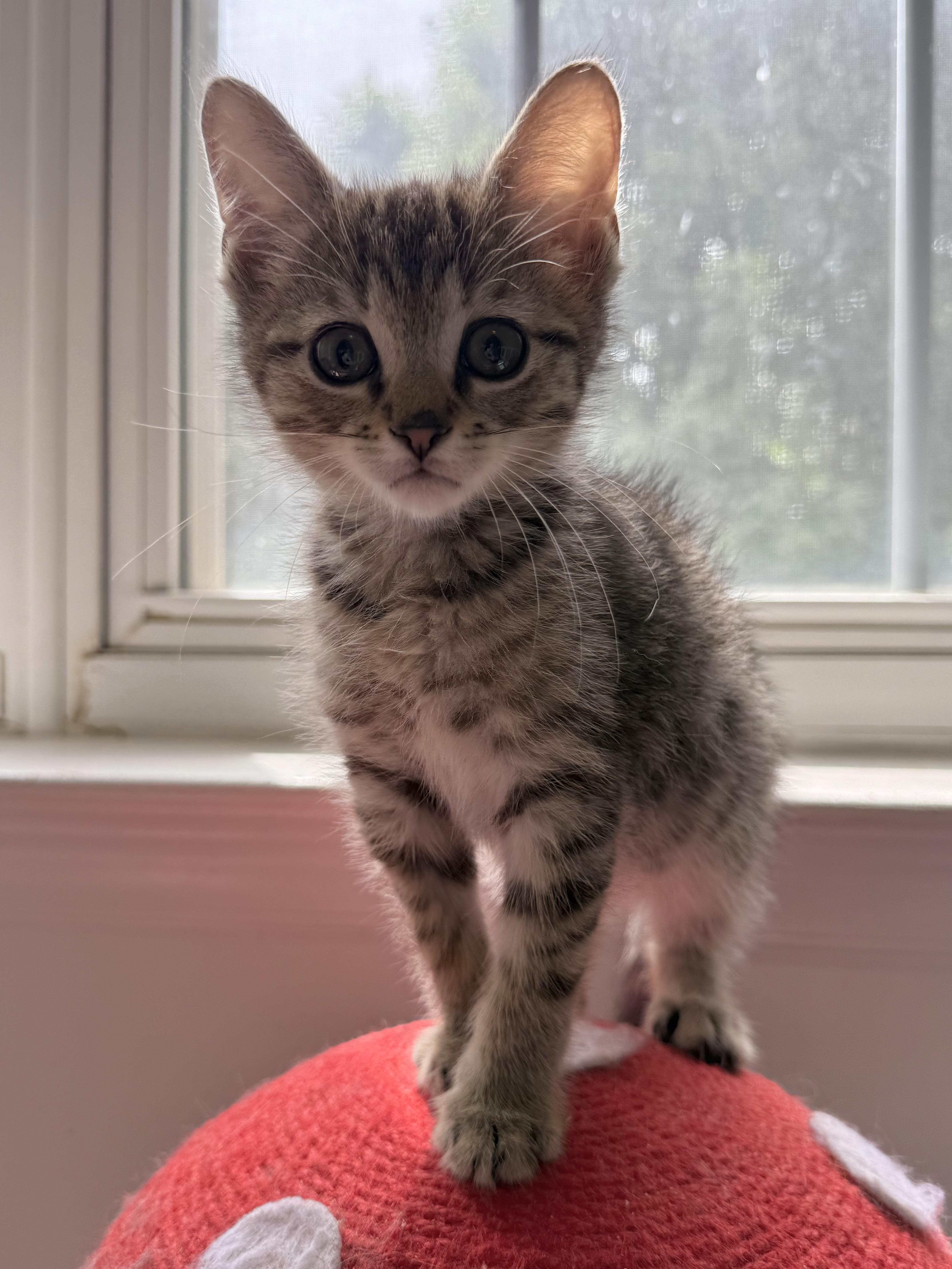 Cosmo