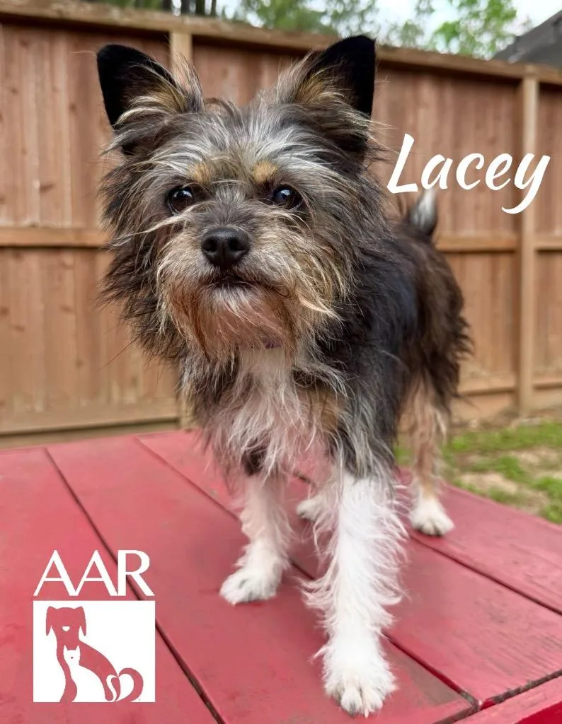 A young small-sized female Cairn Terrier dog named Lacey for adoption in Magnolia, TX