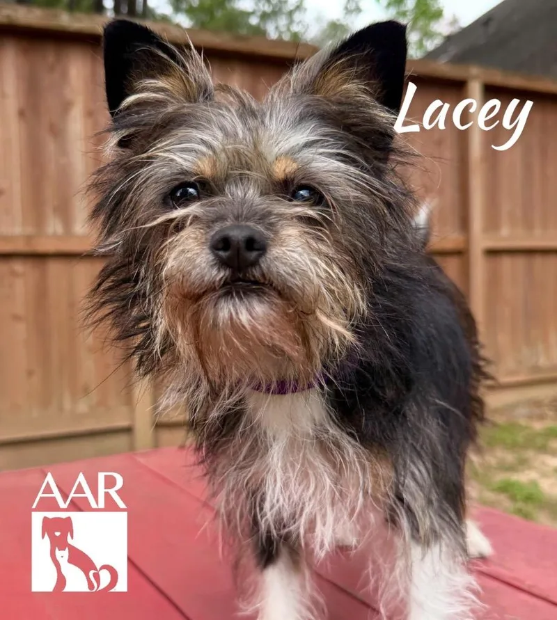 Lacey thumbnail 2