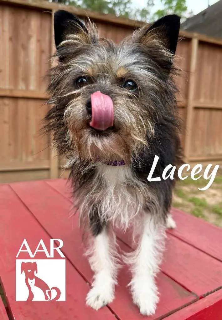 Lacey thumbnail 4