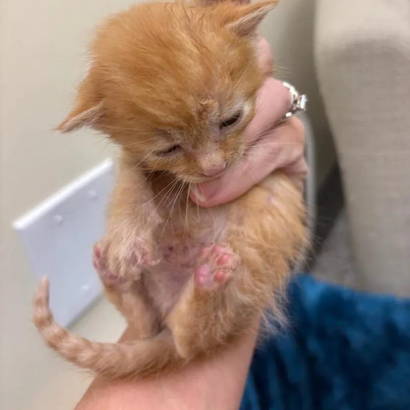 A baby small-sized male Orange / Red Domestic Short Hair cat named Oliver for adoption in Madisonville, TN