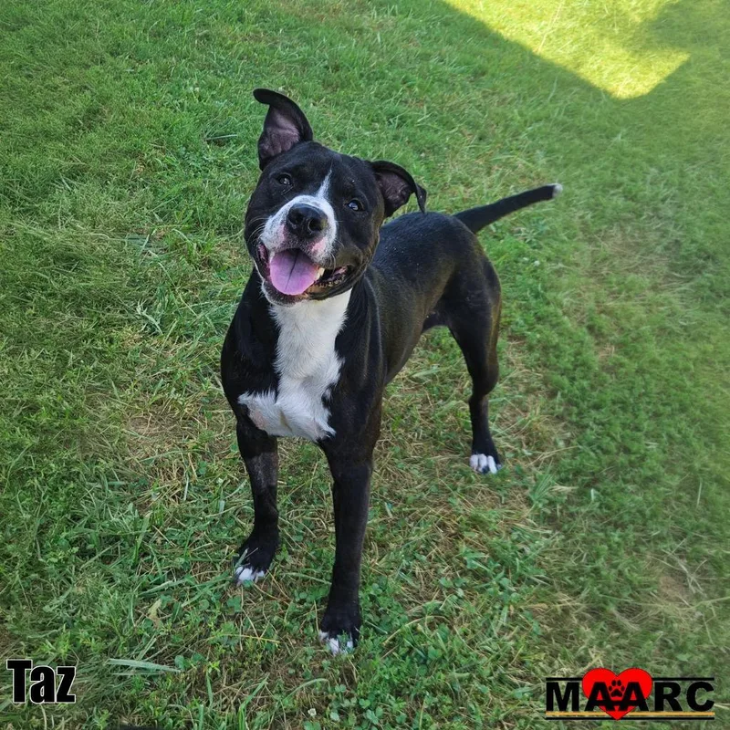 Taz