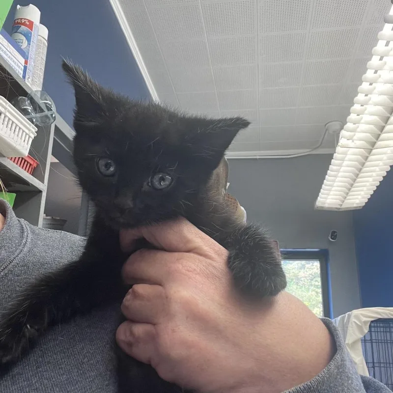 A baby small-sized male Black Domestic Short Hair cat named Nestle for adoption in Oak Hill, WV